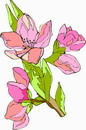 花朵鲜花_219eps,ai矢量模版下载