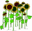 花朵鲜花_60eps,ai矢量模版下载