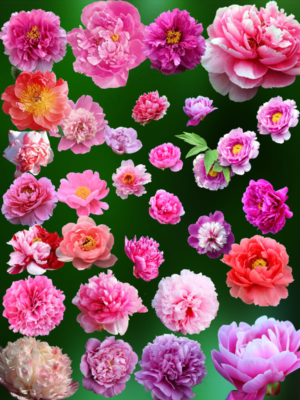牡丹花PSD(3000X4000(DPI:72))psd模版下载