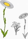 花朵鲜花_139eps,ai矢量模版下载