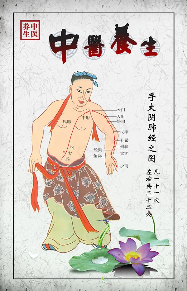 手太阴肺经穴位(2551X3969(DPI:120))psd模版下载