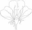 花朵鲜花_1125eps,ai矢量模版下载