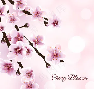 美丽盛开樱花花枝