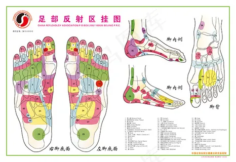 足部反射区挂图 足部反射区挂图