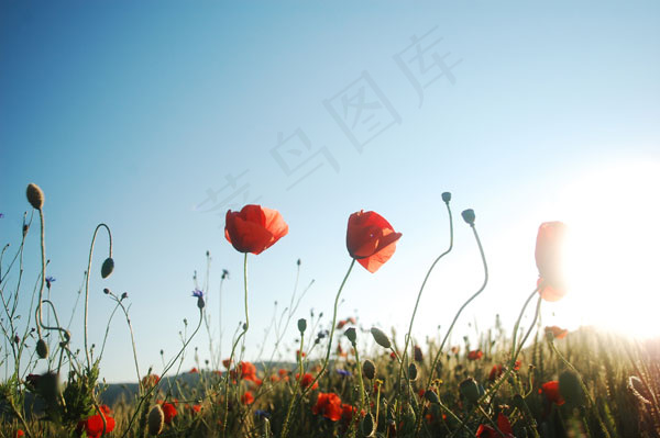 蓝天下的花朵