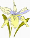 花朵鲜花_294eps,ai矢量模版下载
