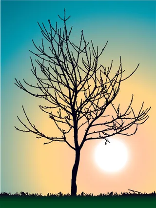 没有树叶的树木