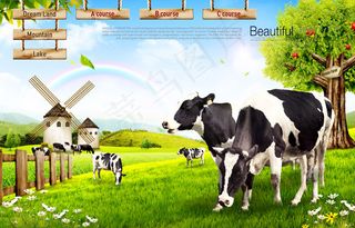 牧场上的奶牛