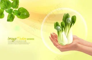 绿色无公害蔬菜