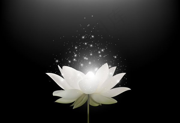 矢量白莲花