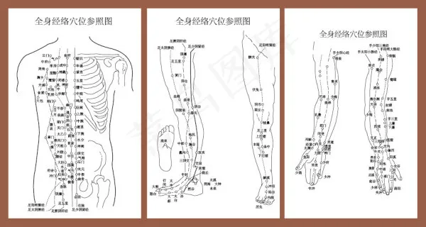 穴位经络参照图ai矢量模版下载