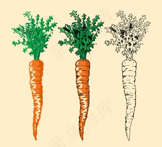 彩绘胡萝卜