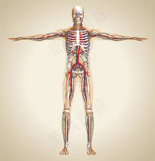 人体骨骼血管示意