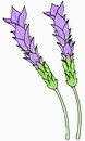 花朵鲜花_11eps,ai矢量模版下载