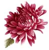 PSD精美花纹_83psd模版下载