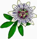 花朵鲜花_345eps,ai矢量模版下载