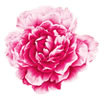 PSD精美花纹_72psd模版下载