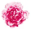 PSD精美花纹_72psd模版下载