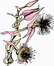 花朵鲜花_59eps,ai矢量模版下载