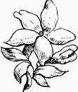 花朵鲜花_1120eps,ai矢量模版下载