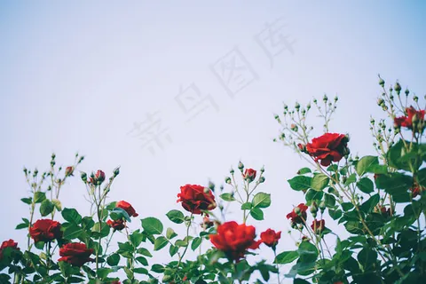 玫瑰花 玫瑰花