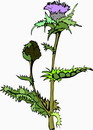 花朵鲜花_193eps,ai矢量模版下载