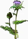 花朵鲜花_193eps,ai矢量模版下载