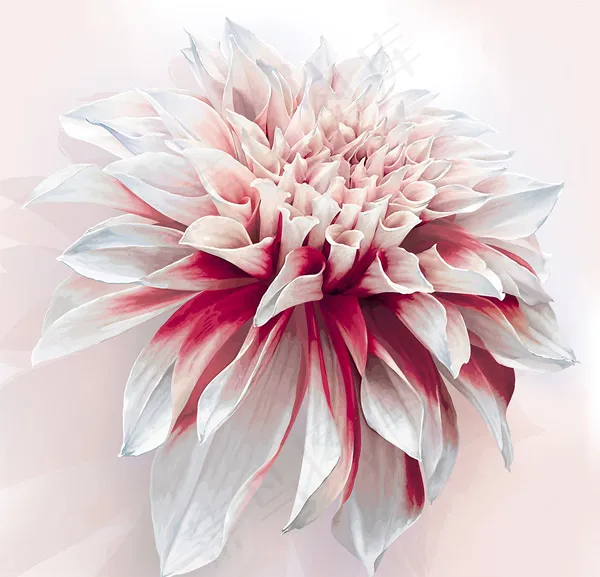 唯美大丽花