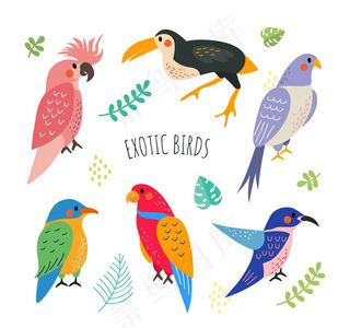 彩绘鸟类矢量