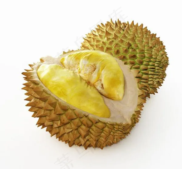 榴莲模型