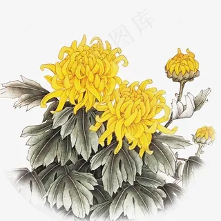 中国风水墨菊花