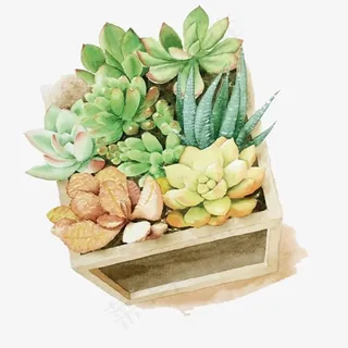 手绘多肉花盆