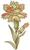 PSD精美花纹_9psd模版下载