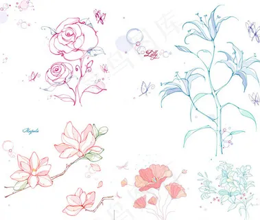 木兰花与百合花 木兰花与百合花