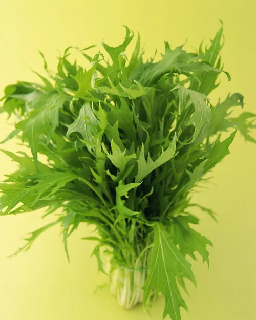 青菜