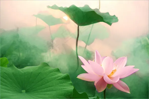 唯美清晨荷花psd模版下载