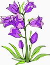 花朵鲜花_267eps,ai矢量模版下载