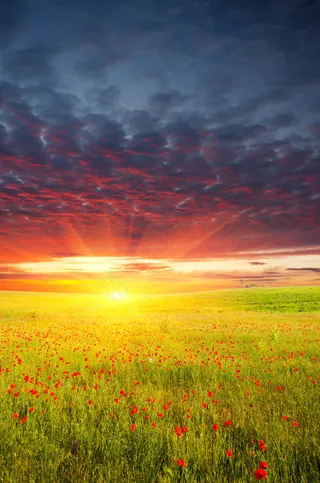 阳光下的罂粟花田