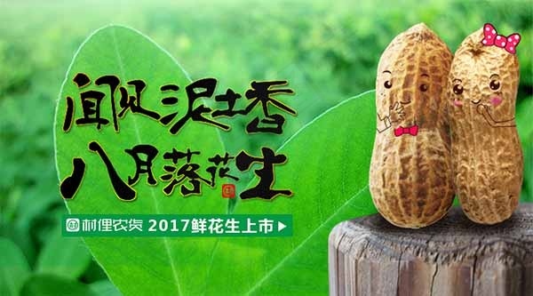 八月落花生海报psd模版下载