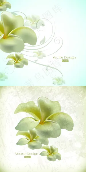 洁白花瓣盛开 洁白花瓣盛开