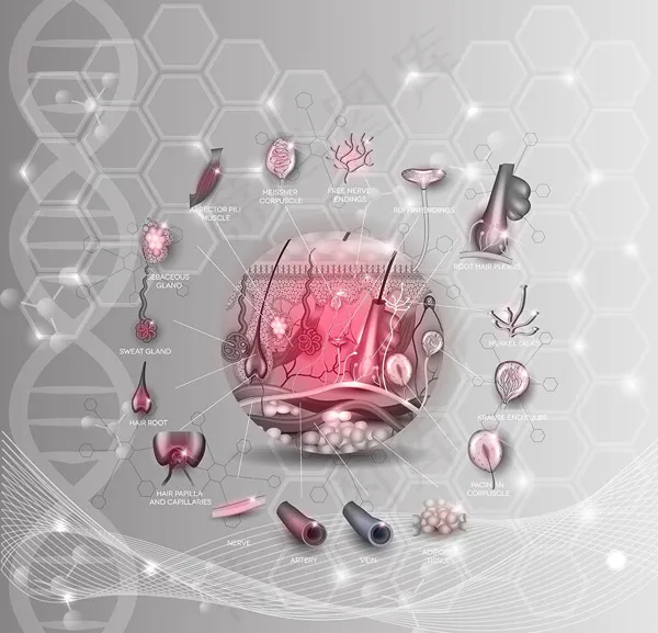 皮肤组织解析图形