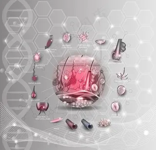 皮肤组织解析图形