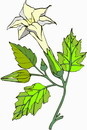花朵鲜花_205eps,ai矢量模版下载