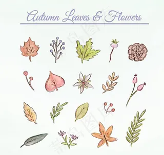 秋季叶子和花朵