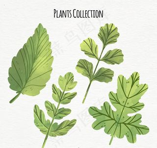 彩绘绿色树叶矢量