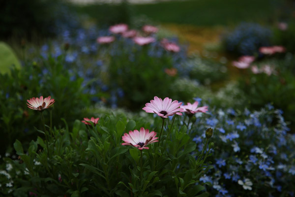 菊花图片