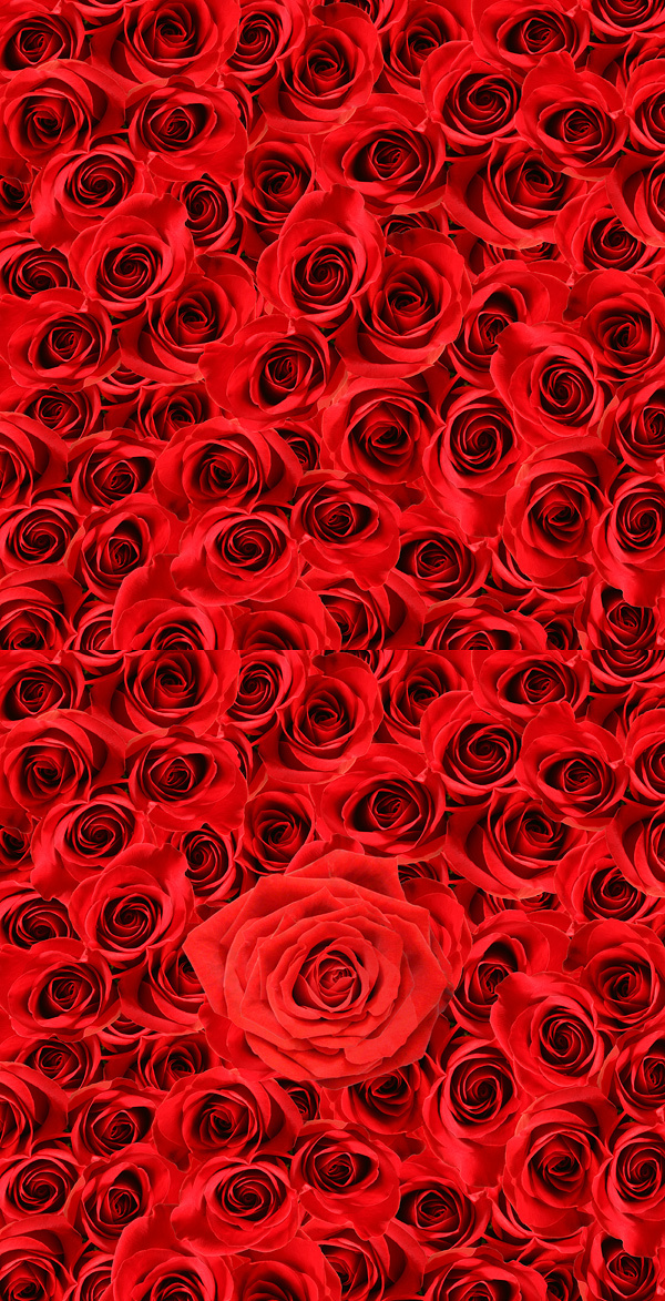 玫瑰花丛背景,背景元素