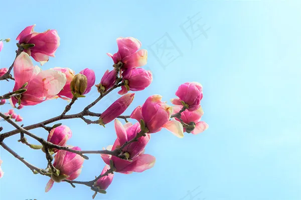 望春花图片