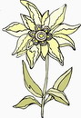 花朵鲜花_174eps,ai矢量模版下载