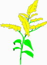花朵鲜花_802eps,ai矢量模版下载